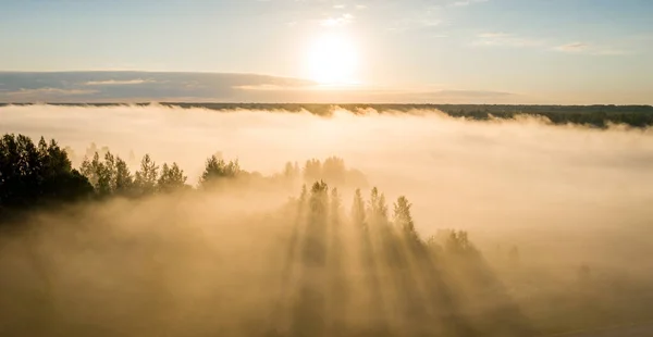 Sonnenstrahlen Durchbrechen Den Nebel Über Den Bäumen — Stockfoto