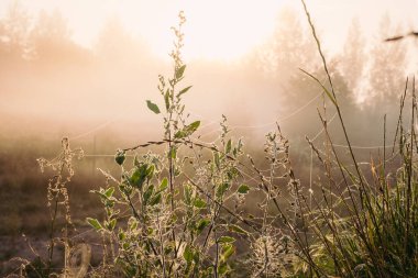 Siluet çimen çiçeği ve rengarenk gökyüzü arkaplanda yükselen siste