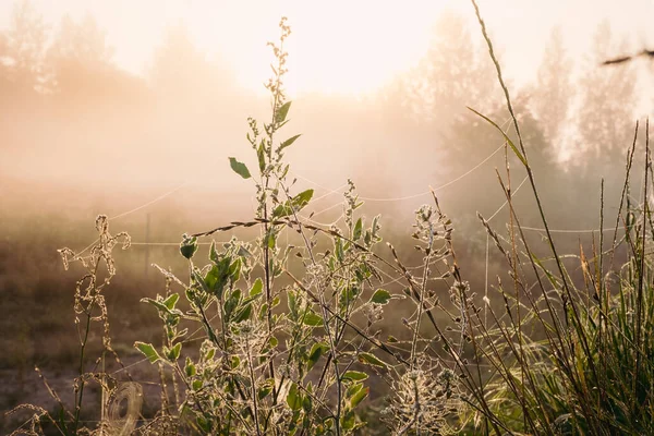 Siluet çimen çiçeği ve rengarenk gökyüzü arkaplanda yükselen siste