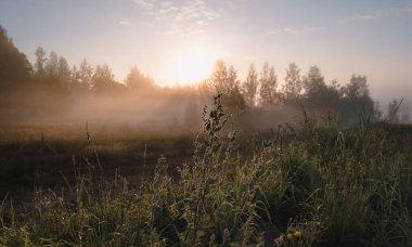 Siluet çimen çiçeği ve rengarenk gökyüzü arkaplanda yükselen siste