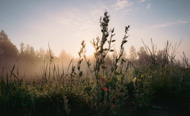 Siluet çimen çiçeği ve rengarenk gökyüzü arkaplanda yükselen siste