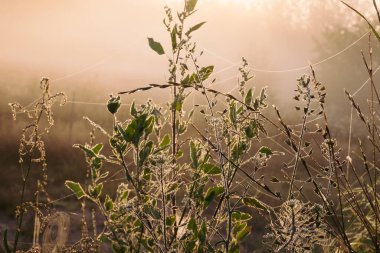 Siluet çimen çiçeği ve rengarenk gökyüzü arkaplanda yükselen siste