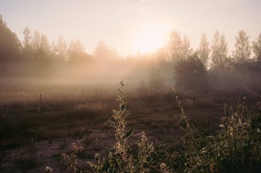 Siluet çimen çiçeği ve rengarenk gökyüzü arkaplanda yükselen siste