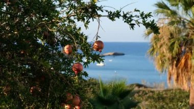 Ağacın dalında kırmızı nar.