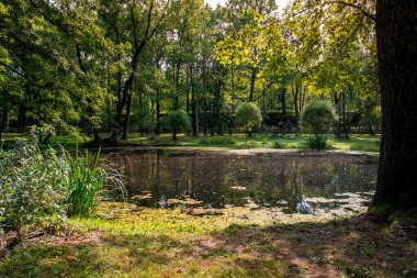 Güneşli yaz havasında yeşil ağaçlar ve çimlerle çevrili doğal gölet