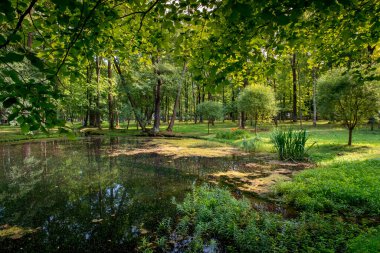 Güneşli yaz havasında yeşil ağaçlar ve çimlerle çevrili doğal gölet