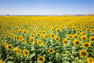 Ayçiçeği tarlasında ayçiçekleri. Doğal arkaplan