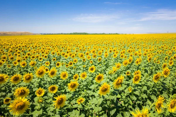Sonnenblumen in einem Sonnenblumenfeld. Natürlicher Hintergrund Stockbild
