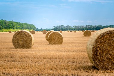 Hasattan sonra tarlada büyük yuvarlak saman balyaları