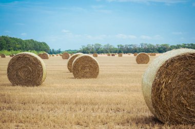 Hasattan sonra tarlada büyük yuvarlak saman balyaları