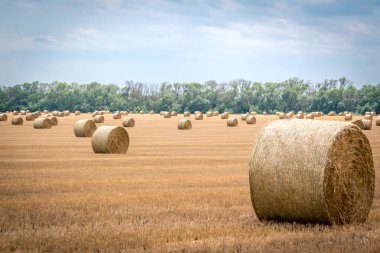 Hasattan sonra tarlada büyük yuvarlak saman balyaları