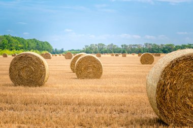 Hasattan sonra tarlada büyük yuvarlak saman balyaları