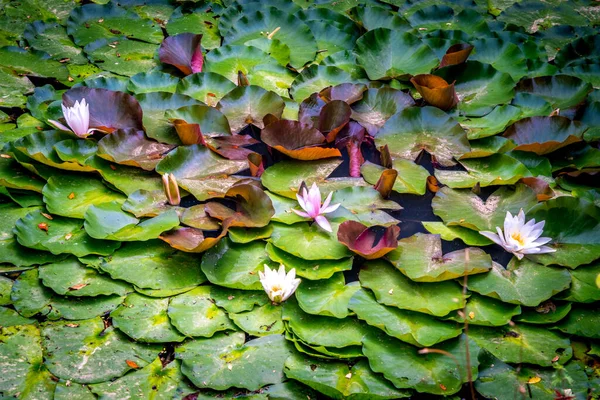 Lirio Agua Flor Blanca Amarilla Hojas Verdes Antecedentes Lirios Rosas — Foto de Stock