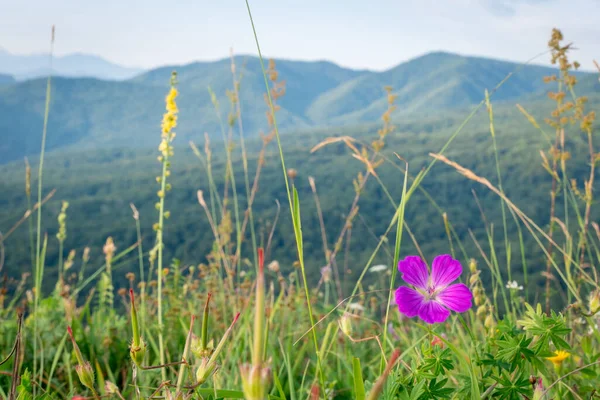 Růžový Květ Horské Louce Horami Pozadí Modrou Oblohou Horské Údolí Royalty Free Stock Obrázky
