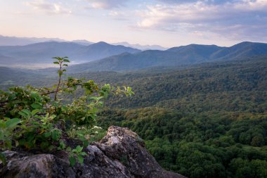 Gün doğumundan hemen sonra. Sabah sisli dağların siluetleri, ön planda çimler ve kır çiçekleri. Alp yaz manzarası. Lagonaki Platosu, Adygea Cumhuriyeti, Rusya
