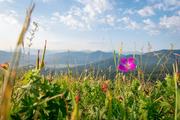 Pink flower in a mountain meadow with mountains in the background and blue sky. Mountain valley