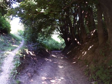 güzel doğa yol ağaçları arasında