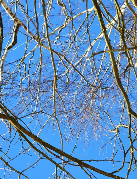 Beautiful Nature Trees Branches — Stock Photo, Image