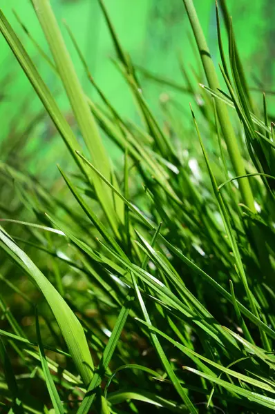 マクロ撮影で草を緑 — ストック写真