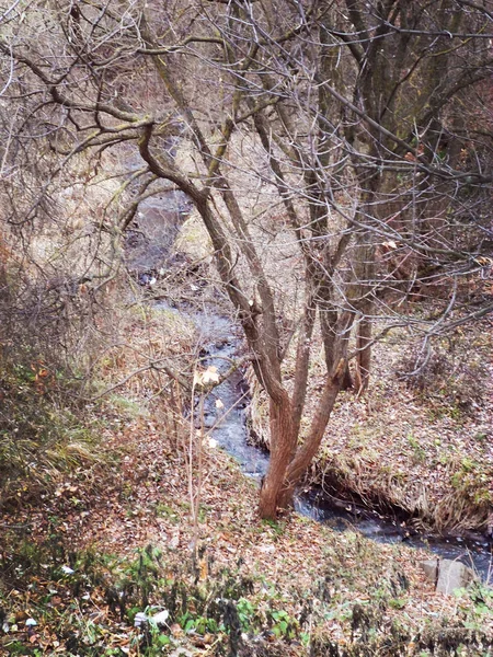 Vacker Natur Hösten Ravin — Stockfoto