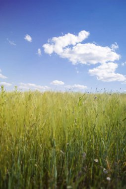Field of barley in early summer, against the sky. Green unripe cereals. The concept of agriculture, healthy eating, organic food. Vitamin healthy food. Natural background. Landscape of Ukraine