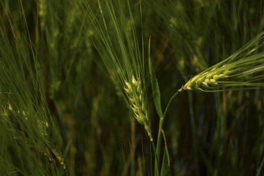 Yeşil arpa tarlada. Yaz çiçekleri. Olgunlaşmamış yeşil tahıllar. Tarım, sağlıklı beslenme, organik gıda kavramı. Sağlıklı vitamin yiyeceği. Doğal arkaplan