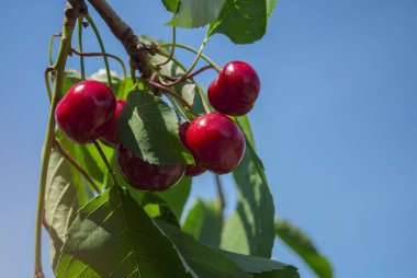 Red cherries on a branch with leaves on a blue sky background close up. Sweet cherry tree. The concept of agriculture, healthy eating, organic food. Vitamin healthy food