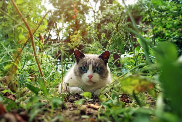 Кота Рагмала Сидить Саду Домашні Тварини Портрет Кота Кіт Дивиться — стокове фото