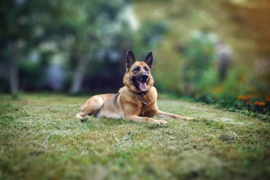 Dog German Shepherd lying on green grass in the garden, blurred nature background clipart