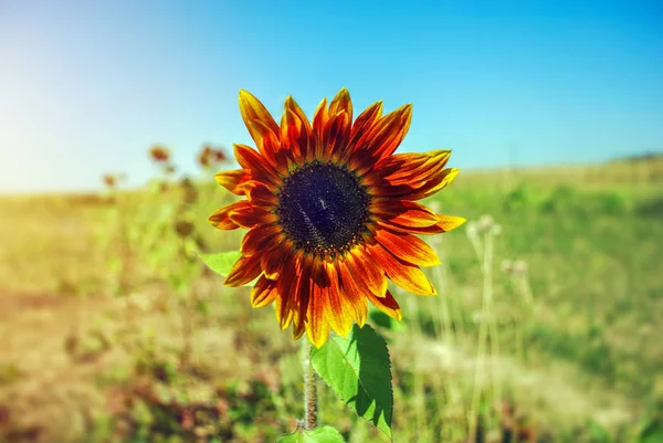 Flower of decorative sunflower in the field. Nature background