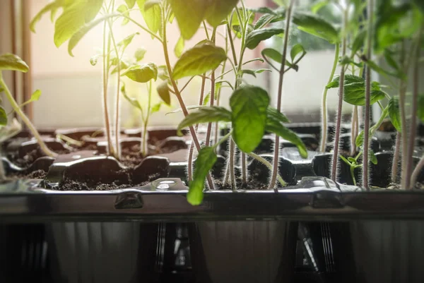 Young Tomato Seedlings Growing Plastic Container Window Ground Sunny Day — Fotografia de Stock