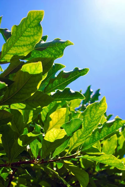 Grüne Blätter Vor Blauem Himmel Green Living Und Umweltfreundliche Produkte — Stockfoto