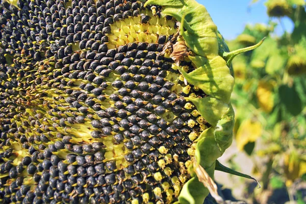 Reife Sonnenblumen Mit Samen Auf Einem Verschwommenen Feldhintergrund Reife Sonnenblumenkerne — Stockfoto