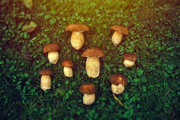 Porcini Svamp Gräs Ovanifrån — Stockfoto