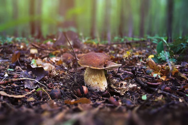 Seta Porcini Bosque Champiñón Porcini Sobre Fondo Naturaleza Borrosa —  Fotos de Stock