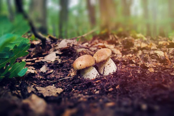 Dos Hongos Porcini Que Crecen Bosque Sobre Fondo Borroso Naturaleza —  Fotos de Stock