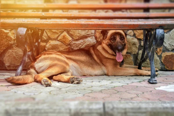 Німецька Вівчарка Собаки Лежав Під Лавку — стокове фото