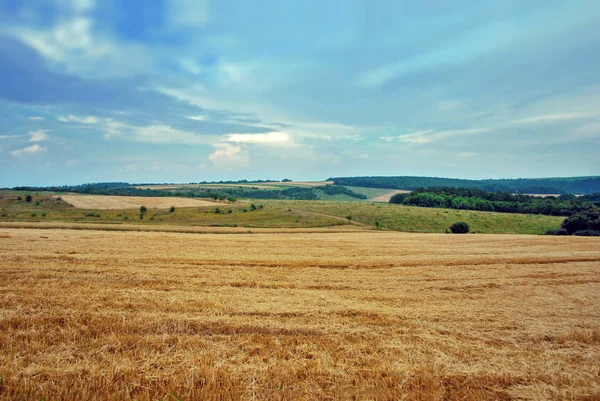 Пейзаж Пшеничного Поля Після Збирання Концепція Сільського Господарства Здорове Харчування — стокове фото