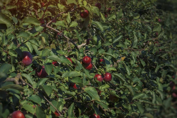 Red Apples Growing Tree Branches Concept Agriculture Healthy Eating Organic — ストック写真