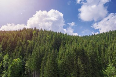 Karpatlar 'da yaz manzarası ormanı. Yaşlı ladin ormanındaki sağlıklı yeşil ağaçlar, köknar ve çam. Orman manzarası. Kozalaklı orman. Ukrayna 'nın manzarası. Uluslararası Orman Günü