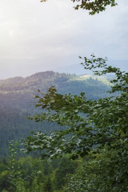Summer landscape forest in the Carpathians. Landscape of Ukraine. Healthy green trees in a forest of old spruce, fir and pine. Forest landscape. Coniferous forest