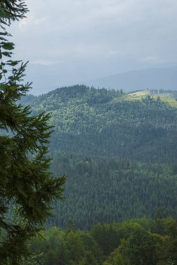 Karpatlar 'da yaz manzarası ormanı. Ukrayna 'nın manzarası. Yaşlı ladin ormanındaki sağlıklı yeşil ağaçlar, köknar ve çam. Orman manzarası. Uluslararası Orman Günü. Kozalaklı Orman.