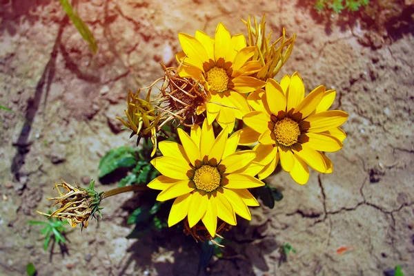 乾燥した土地に黄色の花 ガザニア — ストック写真