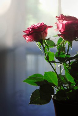 Koyu arkaplanda vazoda pembe güller