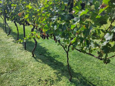 Sonbaharda üzüm bağında olgunlaşmış üzüm. Üzüm bağlarında sıralanmış üzüm ağaçları. Tarım, sağlıklı beslenme, organik gıda kavramı