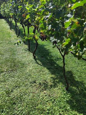 Sonbaharda üzüm bağında olgunlaşmış üzüm. Üzüm bağlarında sıralanmış üzüm ağaçları. Tarım, sağlıklı beslenme, organik gıda kavramı