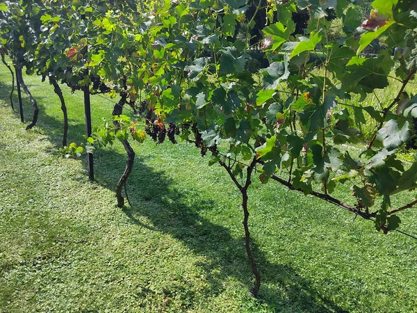 Sonbaharda üzüm bağında olgunlaşmış üzüm. Üzüm bağlarında sıralanmış üzüm ağaçları. Tarım, sağlıklı beslenme, organik gıda kavramı