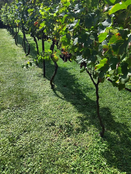 Sonbaharda üzüm bağında olgunlaşmış üzüm. Üzüm bağlarında sıralanmış üzüm ağaçları. Tarım, sağlıklı beslenme, organik gıda kavramı