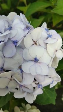Hydrangea makrophylla Mad. Emile Mouillre, kar beyazı ve mavi çiçeklerle. Doğal arka plan. Bahçede ya da parkta çiçeklerin bakımı