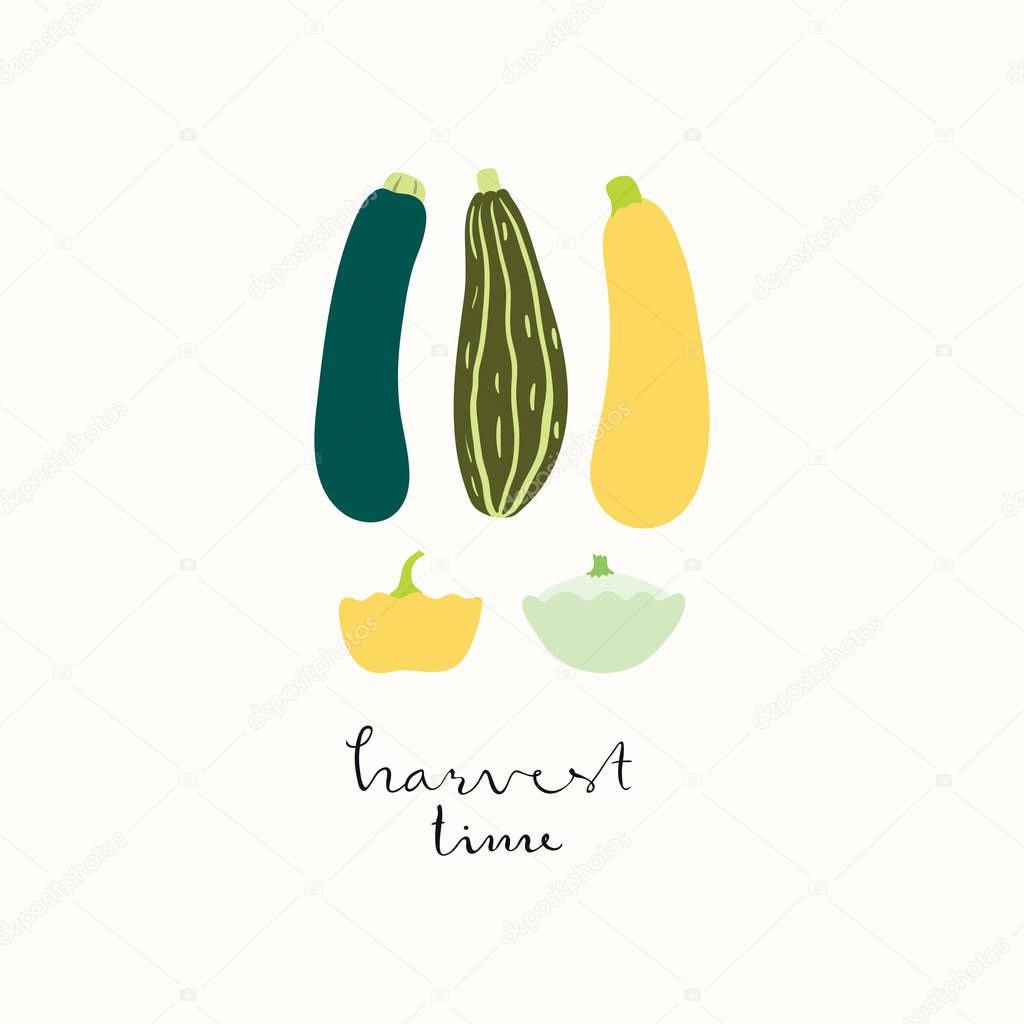 Hand drawn minimal vector illustration of summer squashes with lettering quote Harvest time, Concept for gardening and autumn harvest